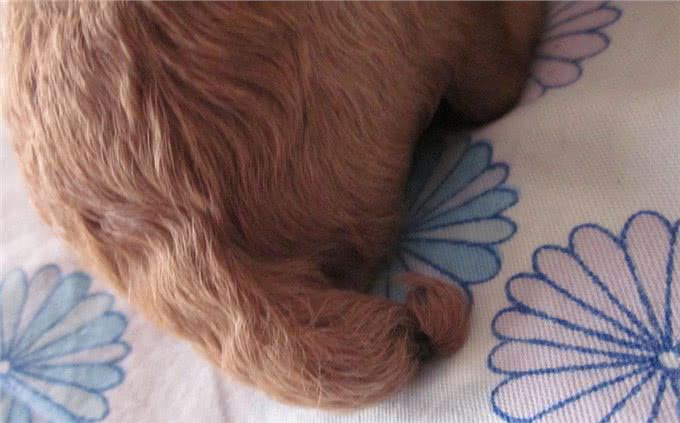 关于狗狗断尾那些事，作为爱狗的主人，有些事你需要知道