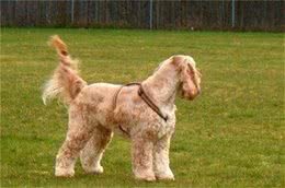 关于狗狗断尾那些事，作为爱狗的主人，有些事你需要知道