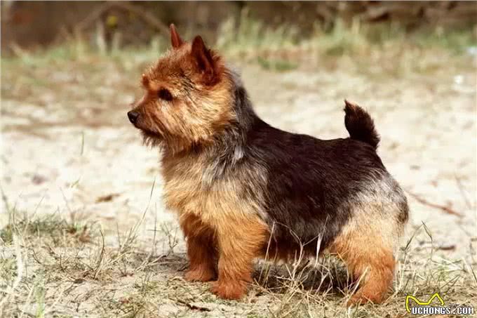 谁说小狗不能当大王?诺威奇梗证明它们是英国皇室的最爱!