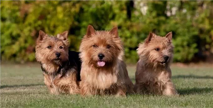 谁说小狗不能当大王?诺威奇梗证明它们是英国皇室的最爱!