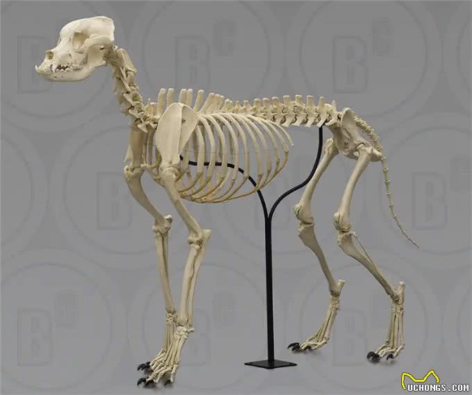 谁说小狗不能当大王?诺威奇梗证明它们是英国皇室的最爱!