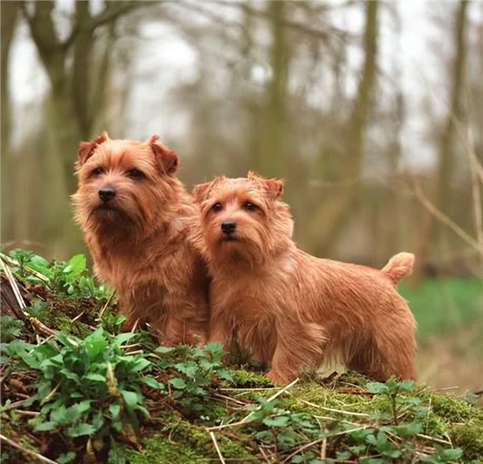 谁说小狗不能当大王?诺威奇梗证明它们是英国皇室的最爱!