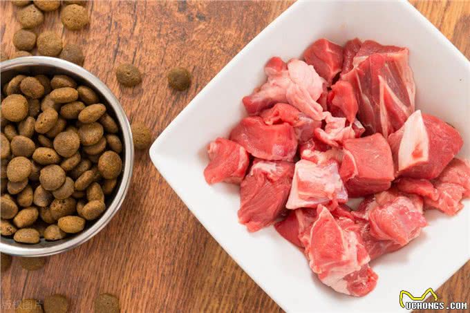 谁说小狗不能当大王?诺威奇梗证明它们是英国皇室的最爱!