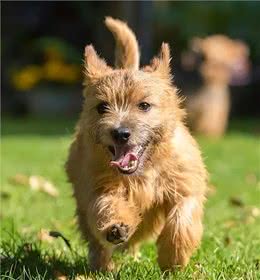 谁说小狗不能当大王?诺威奇梗证明它们是英国皇室的最爱!