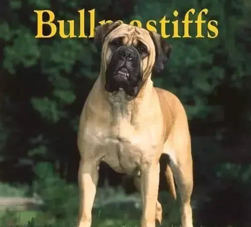 犬种介绍马士提夫犬