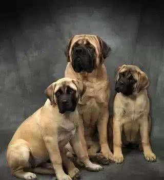 犬种介绍马士提夫犬