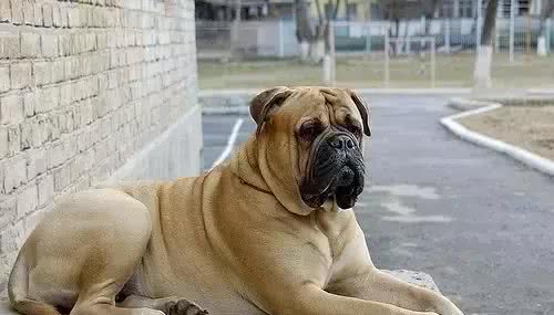 犬种介绍马士提夫犬