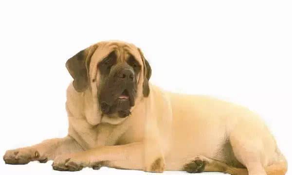 犬种介绍马士提夫犬