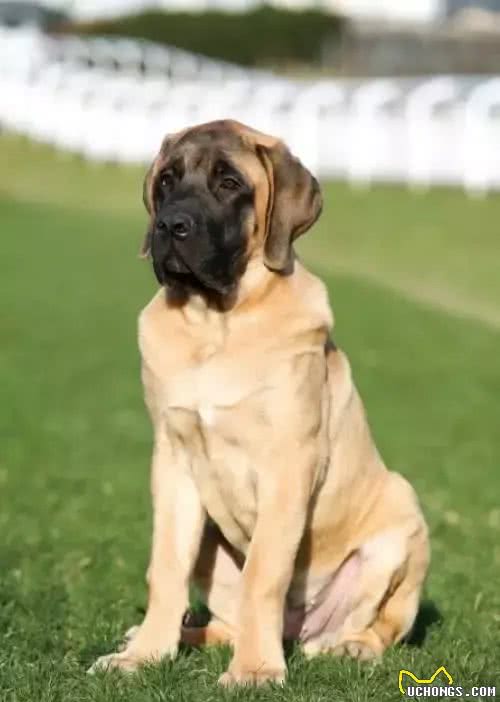 犬种介绍马士提夫犬