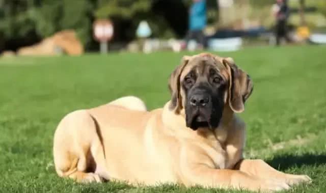 犬种介绍马士提夫犬