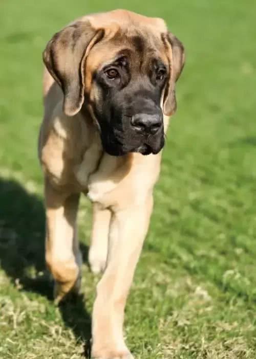 犬种介绍马士提夫犬