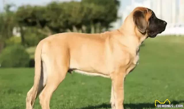 犬种介绍马士提夫犬