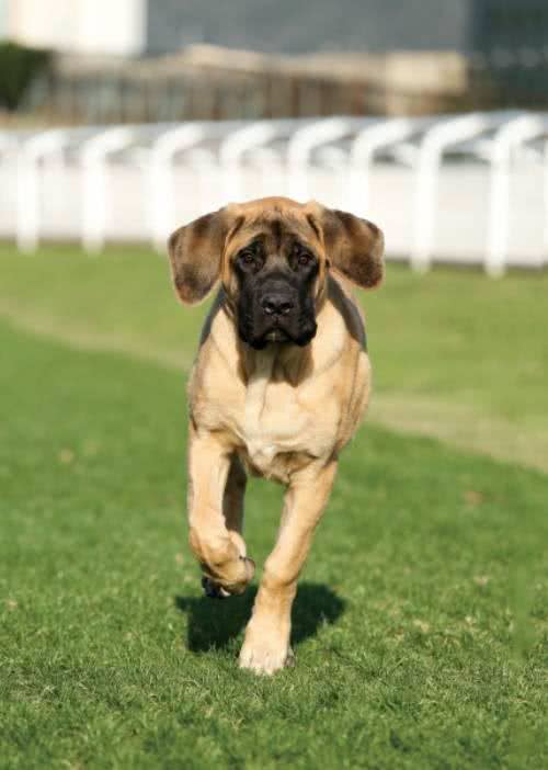 犬种介绍马士提夫犬