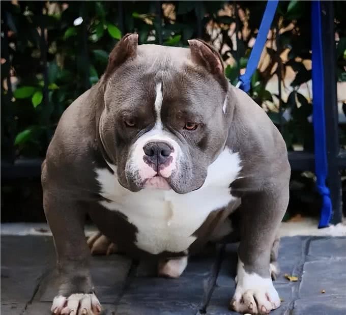 美国恶霸犬为何如此受人喜爱?看完这几点，你就明白了