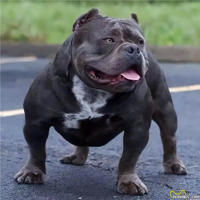 美国恶霸犬为何如此受人喜爱?看完这几点，你就明白了