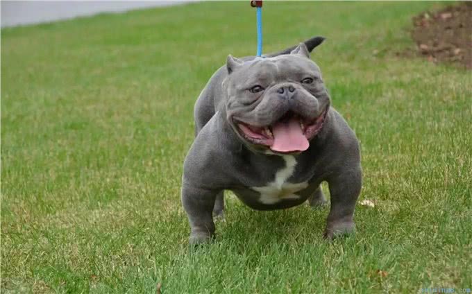 美国恶霸犬为何如此受人喜爱?看完这几点，你就明白了