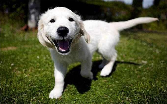 狗狗表达爱的6个信号