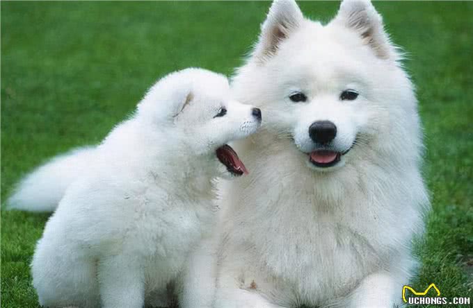 出门总被狗狗拽着走,拉也拉不住,狗狗为何出门就疯跑?