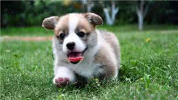 出门总被狗狗拽着走，拉也拉不住，狗狗为何出门就疯跑?