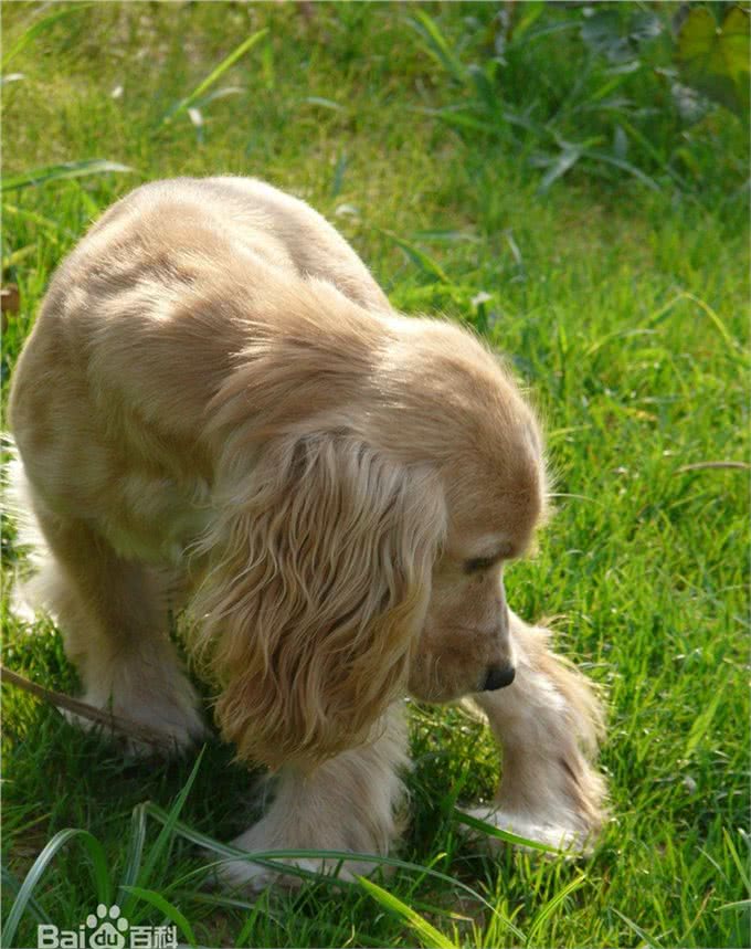 狗狗中的那些口水大王