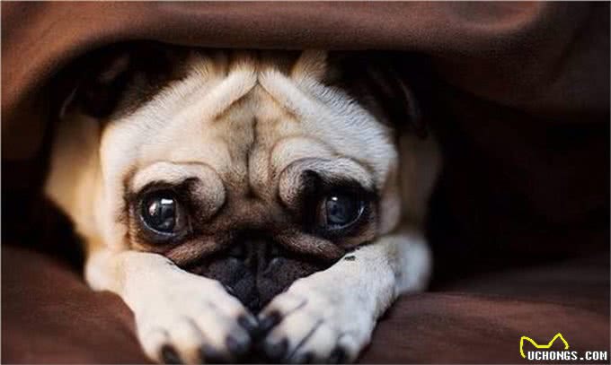 狗狗中的那些口水大王