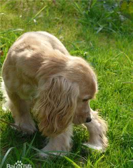 狗狗中的那些口水大王