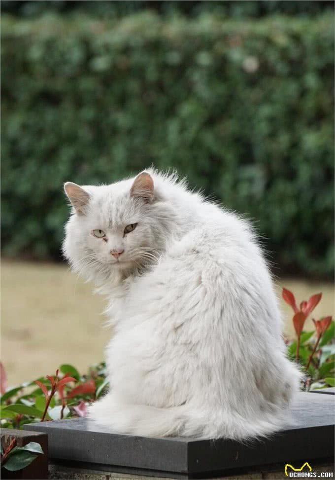 怎么判断是不是狮子猫