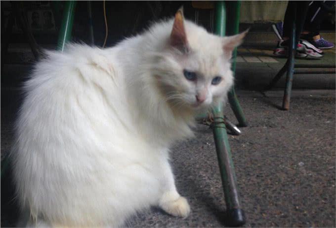 怎么判断是不是狮子猫