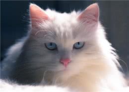 怎么判断是不是狮子猫