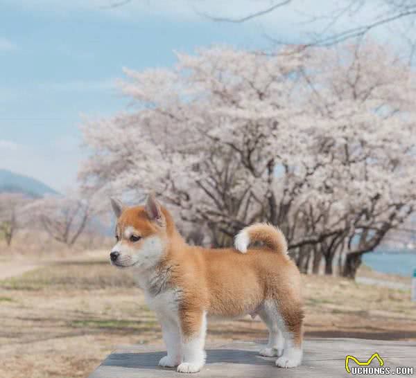 柴犬老是挠痒痒是怎么回事?别担心,妙招来了