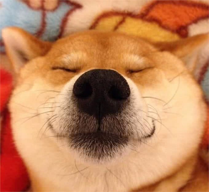 柴犬老是挠痒痒是怎么回事?别担心,妙招来了