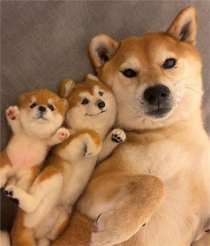 柴犬老是挠痒痒是怎么回事?别担心,妙招来了