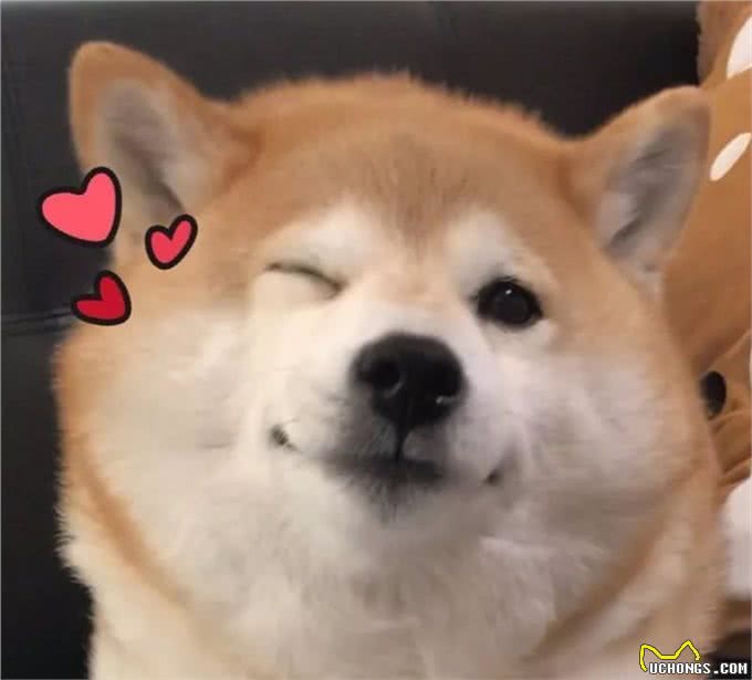 柴犬老是挠痒痒是怎么回事?别担心,妙招来了