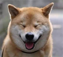 柴犬老是挠痒痒是怎么回事?别担心，妙招来了