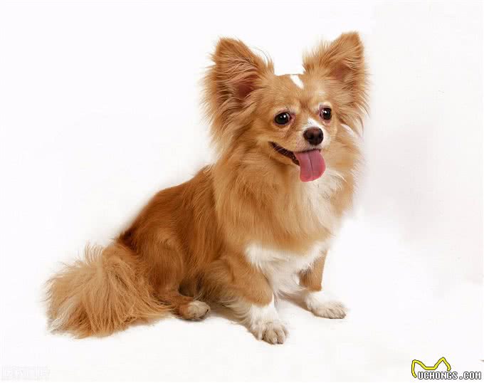 世界上智商排名前十的狗狗!第一名果然是它!