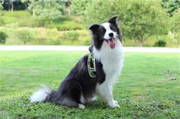 世界上智商排名前十的狗狗!第一名果然是它!