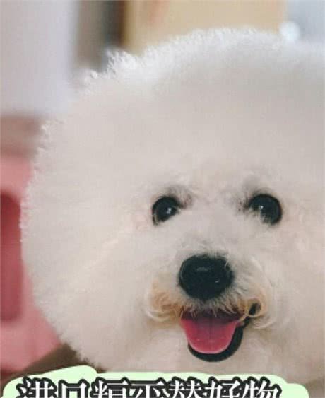 天然健康,口感鲜美:入口即化的平价进口狗粮