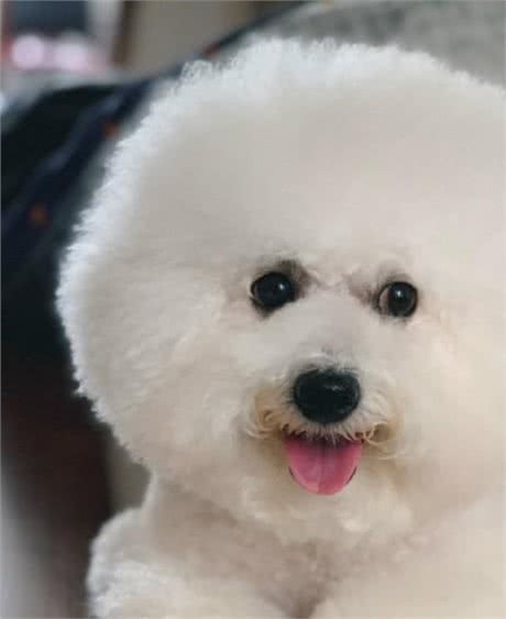 天然健康,口感鲜美:入口即化的平价进口狗粮