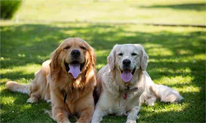 一只狗狗生活幸福，会有什么表现?