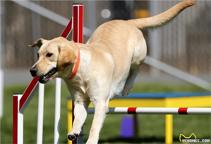 一只狗狗生活幸福,会有什么表现?