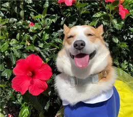 一只狗狗生活幸福，会有什么表现?