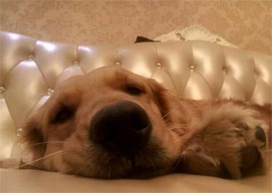 学会这几招，让你的狗狗快速安静下来!