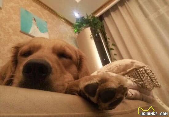 学会这几招，让你的狗狗快速安静下来!