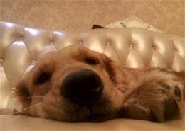 学会这几招，让你的狗狗快速安静下来!