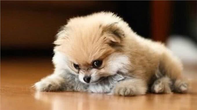 紧急处理：狗狗肠胃炎自家自救方法狗狗突发肠胃炎如何在家自救