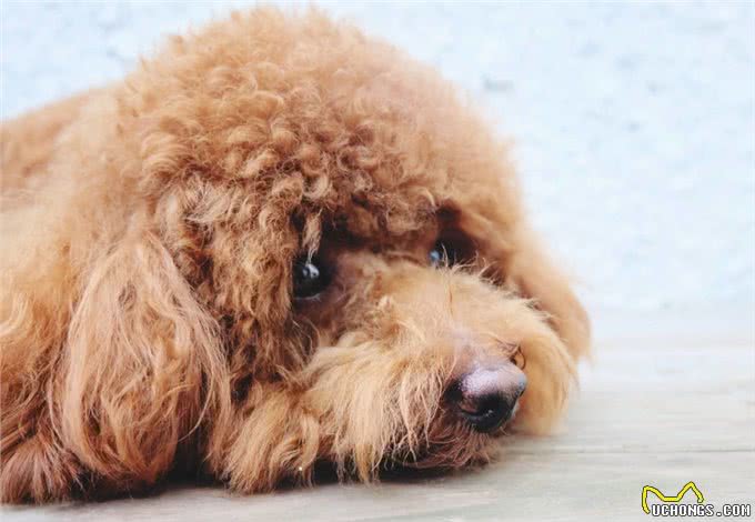 紧急处理：狗狗肠胃炎自家自救方法狗狗突发肠胃炎如何在家自救