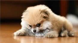 紧急处理：狗狗肠胃炎自家自救方法狗狗突发肠胃炎如何在家自救