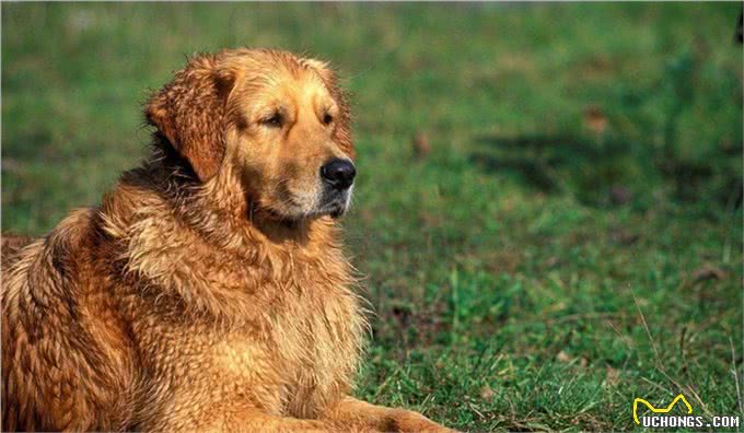 狗狗毛为什么会变黄?怎样改善狗狗毛发质量?养狗狗只看这10点!