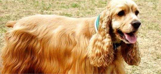 狗狗毛为什么会变黄?怎样改善狗狗毛发质量?养狗狗只看这10点!