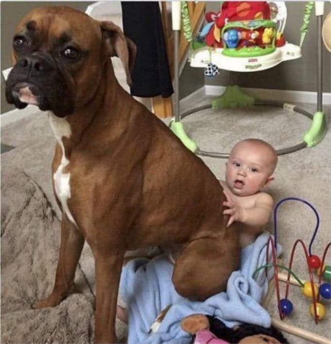 此犬因打斗方式独特，号称犬中圣斗士，护卫能力超过德牧